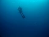 Isla del Coco - 66